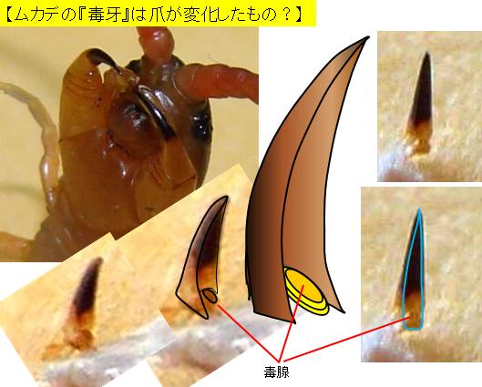 たら ムカデ 刺され